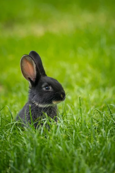 Junges Kaninchen Auf Dem Bauernhof Stockbild
