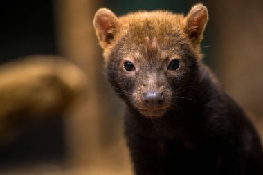 Zoopark 'taki çalı köpek portresi