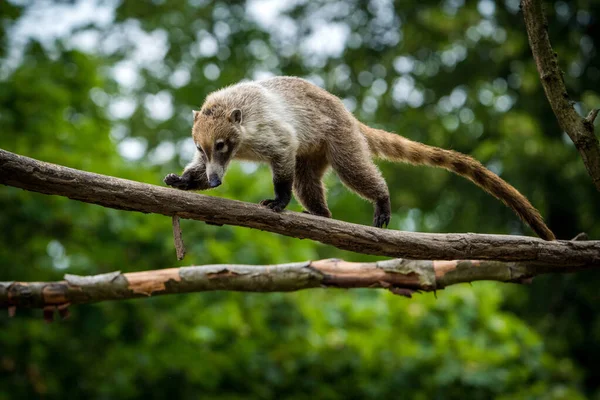 Zoopark Kahverengi Burunlu Koati — Stok fotoğraf