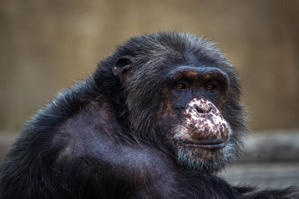 Πορτρέτο Χιμπατζή Ζωάκι — Φωτογραφία Αρχείου