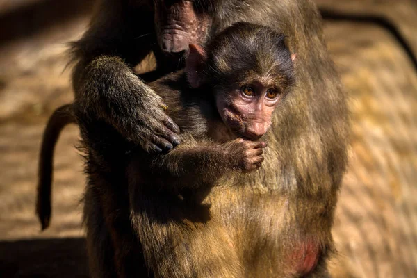 baby baboon with mum in zoopark