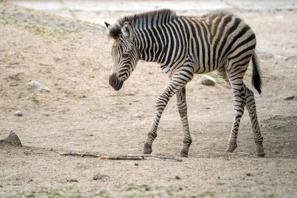 Zebrababy Zoo Park lizenzfreie Stockbilder