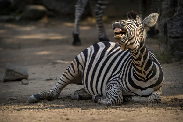 Смеющаяся Зебра Зоопарке Стоковое Фото