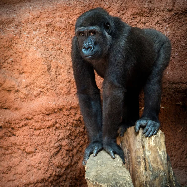 动物园里的大猩猩宝宝 免版税图库图片