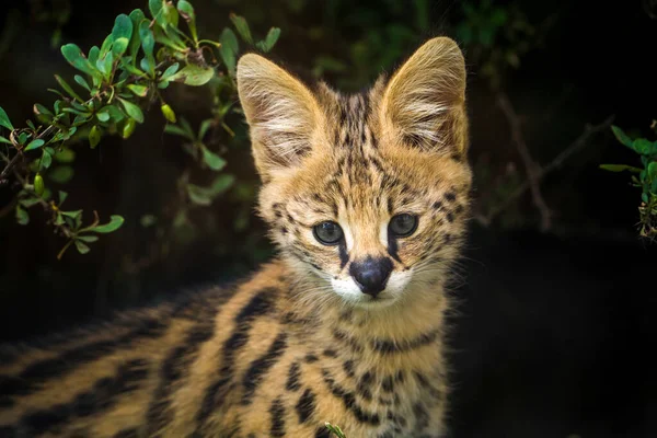 Retrato Felino Serval Parque Natural Fotos de stock