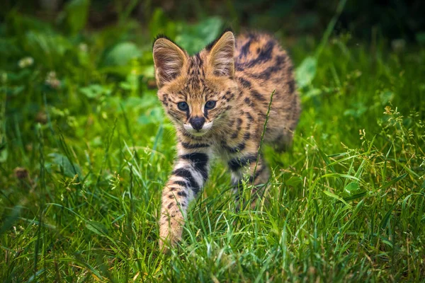 Retrato Felino Serval Parque Natural Imagen de archivo