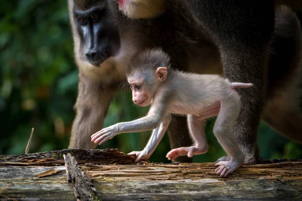 Bebé Mono Marmoset Parque Natural —  Fotos de Stock