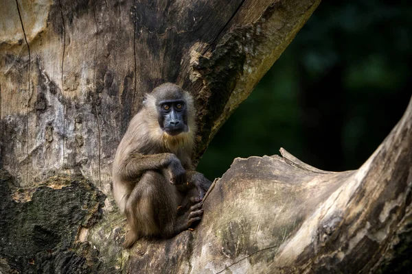 Marmoset Małpa Drzewie Przyrodzie — Zdjęcie stockowe