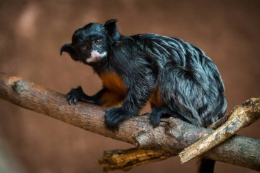 Zoopark 'ta beyaz dudaklı tamarin maymunu