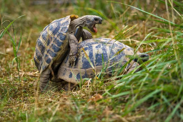 Aangeschoten Schildpad Rassen Met Een Andere — Stockfoto