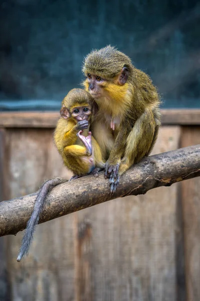 Southern Talapoin Monkey Bebé Con Mamá —  Fotos de Stock