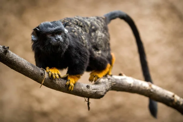 Red Handed Tamarin Monkey Zoopark — Stock Photo, Image