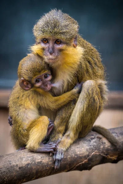 Southern Talapoin Monkey Bebé Con Mamá Imágenes de stock libres de derechos