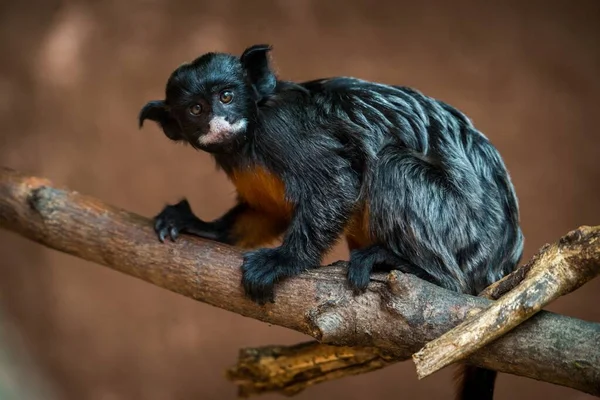 Πίθηκος Ταμαρίνος Λευκόχειλος Ζωάκι Εικόνα Αρχείου