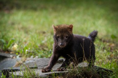 Doğa parkındaki çalı köpeği.
