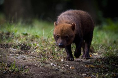Doğa parkındaki çalı köpeği.