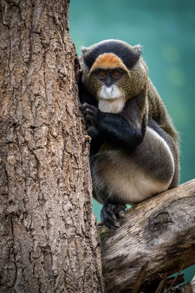 Brazza Monkey Nature Park — Stock Photo, Image