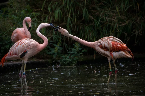 pink flamingo fighting in river