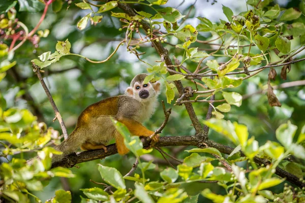 自然公园里的松鼠猴 图库照片