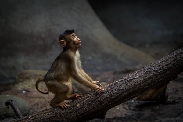 Bebé Macaco Cola Cerdo Del Sur Zoológico —  Fotos de Stock