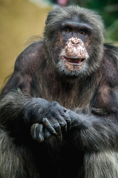 Schimpans Porträtt Djurpark — Stockfoto