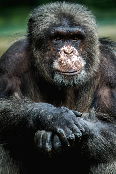 Retrato Chimpanzé Parque Zoológico — Fotografia de Stock