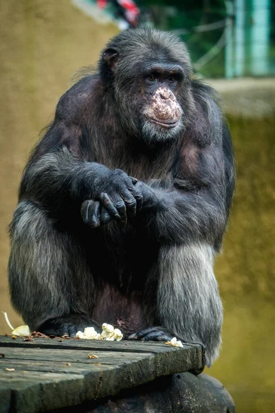 Πορτραίτο Χιμπατζή Στο Πάρκο Ζωολογικό Κήπο — Φωτογραφία Αρχείου