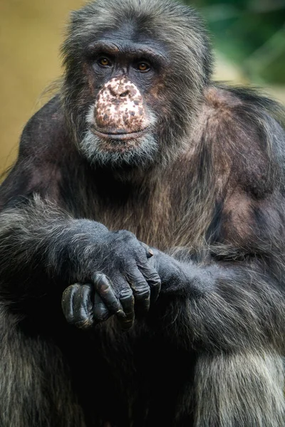 Ritratto Scimpanzé Nel Parco Dello Zoo Fotografia Stock