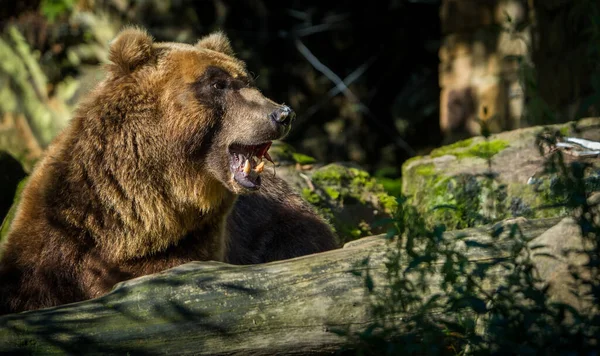 在自然公园里的堪察加半岛熊像 — 图库照片