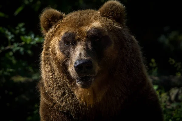 在自然公园里的堪察加半岛熊像 — 图库照片