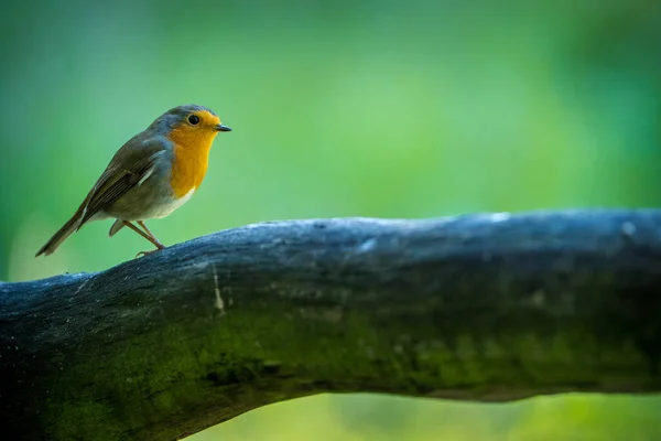 Robin Bird Portrait Nature Park — Stock Photo, Image