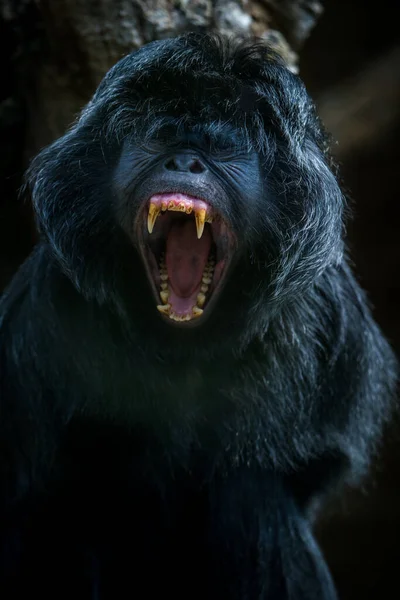 Guerez Πορτρέτο Μαϊμού Στη Φύση — Φωτογραφία Αρχείου