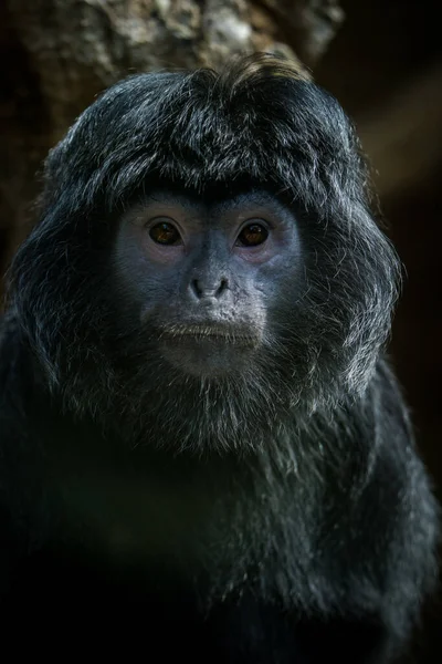 Retrato Macaco Guerez Natureza — Fotografia de Stock