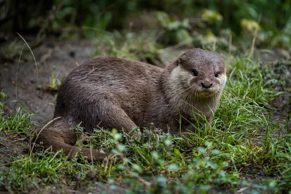 Oriental Small Clawed Otter Portrait — Stock Photo, Image