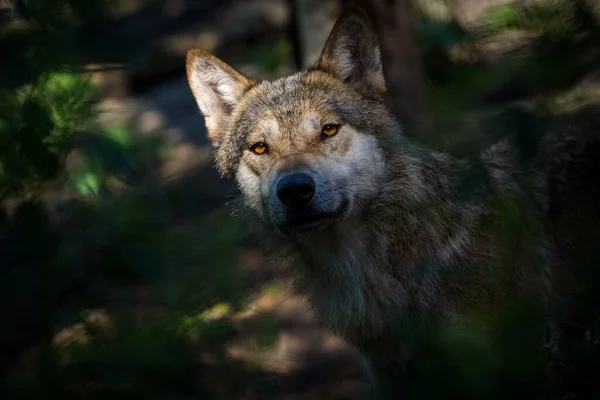 自然公园里的欧亚狼肖像 免版税图库图片