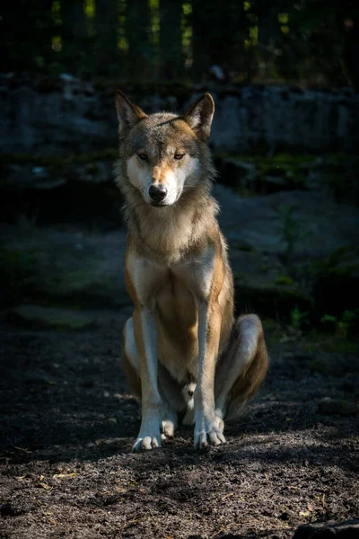 自然公園のユーラシアのオオカミの肖像画 ストック画像