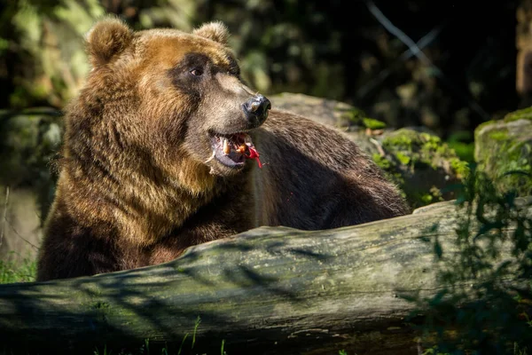 在自然公园里的堪察加半岛熊像 免版税图库图片