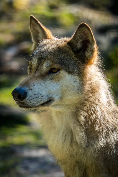自然公園のユーラシアのオオカミの肖像画 ストック写真