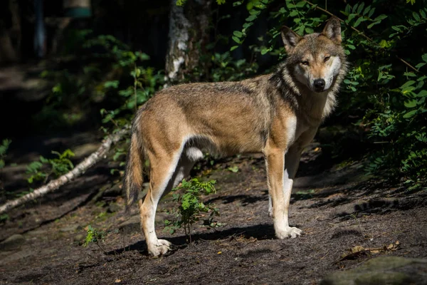 Eurasischer Wolf Naturpark lizenzfreie Stockfotos