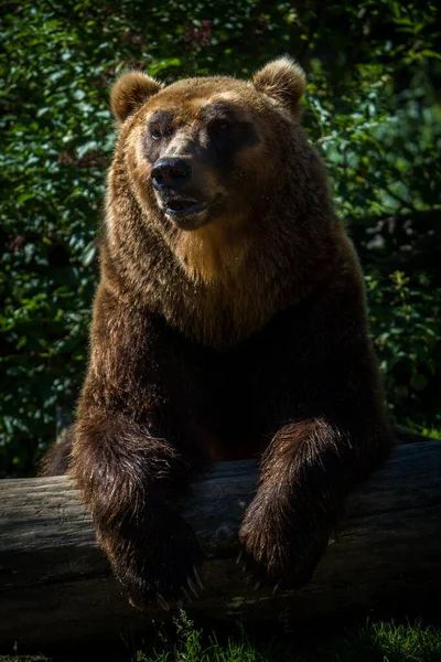 Камчатский Медвежий Портрет Парке Природы Стоковая Картинка