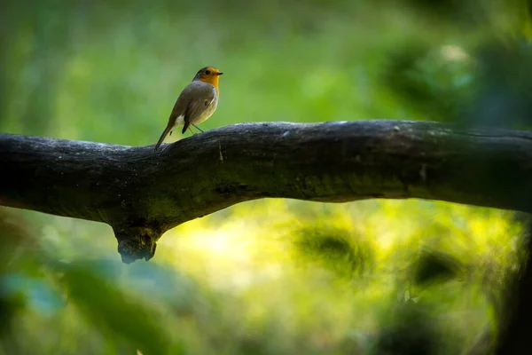 自然公園のロビン鳥の肖像画 ストック写真