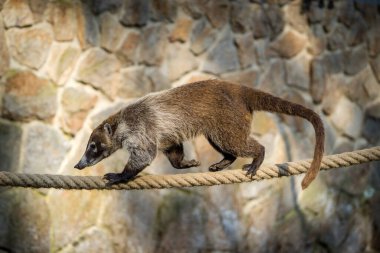 Doğada kahverengi burunlu Coati portresi