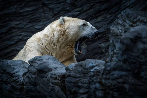 Retrato Oso Polar Parque Natural —  Fotos de Stock
