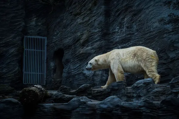 Retrato Oso Polar Parque Natural —  Fotos de Stock