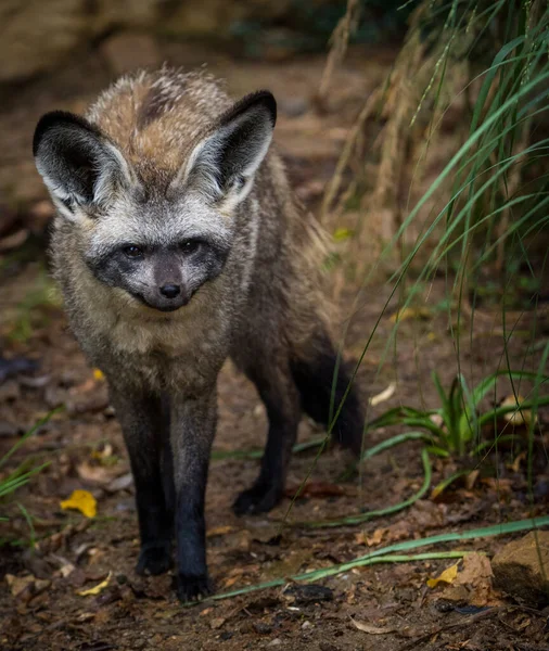 自然公园的蝙蝠耳朵狐狸肖像画 免版税图库照片