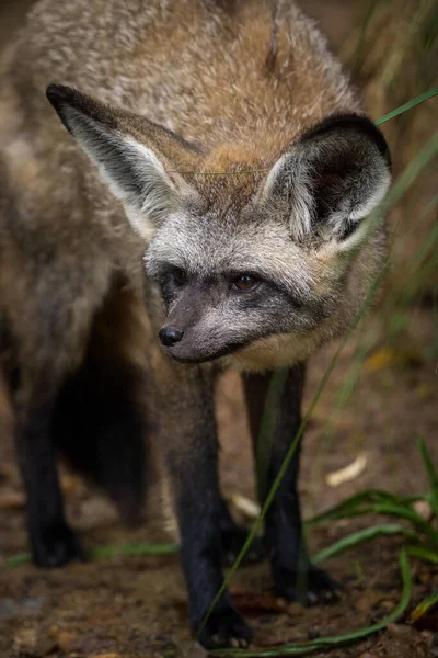 自然公园的蝙蝠耳朵狐狸肖像画 图库图片