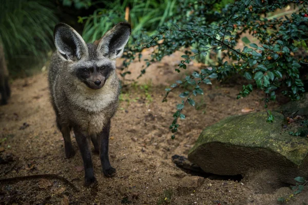 自然公园的蝙蝠耳朵狐狸肖像画 图库照片