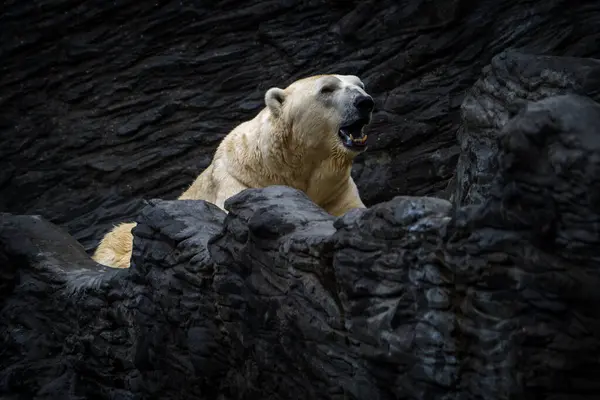 Портрет Белого Медведя Природном Парке Стоковое Изображение