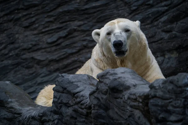 Retrato Oso Polar Parque Natural Imágenes de stock libres de derechos