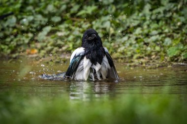 Parktaki suda sıradan bir saksağan.